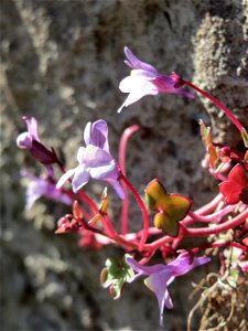 Zimbelkraut (Cymbalaria muralis) in Heidelberg-Neuenheim