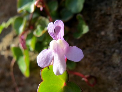 Zimbelkraut (Cymbalaria muralis) in Heidelberg-Neuenheim