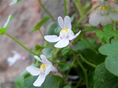 Zimbelkraut (Cymbalaria muralis) an der Sonnenbrücke in Speyer