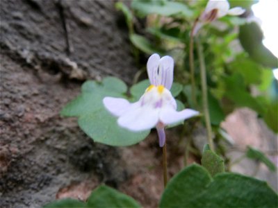 Zimbelkraut (Cymbalaria muralis) an der Sonnenbrücke in Speyer
