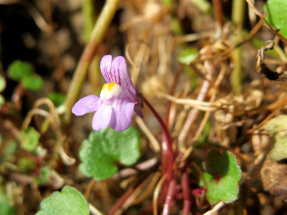 Zimbelkraut (Cymbalaria muralis) an der Petersbergstraße in Sankt Arnual