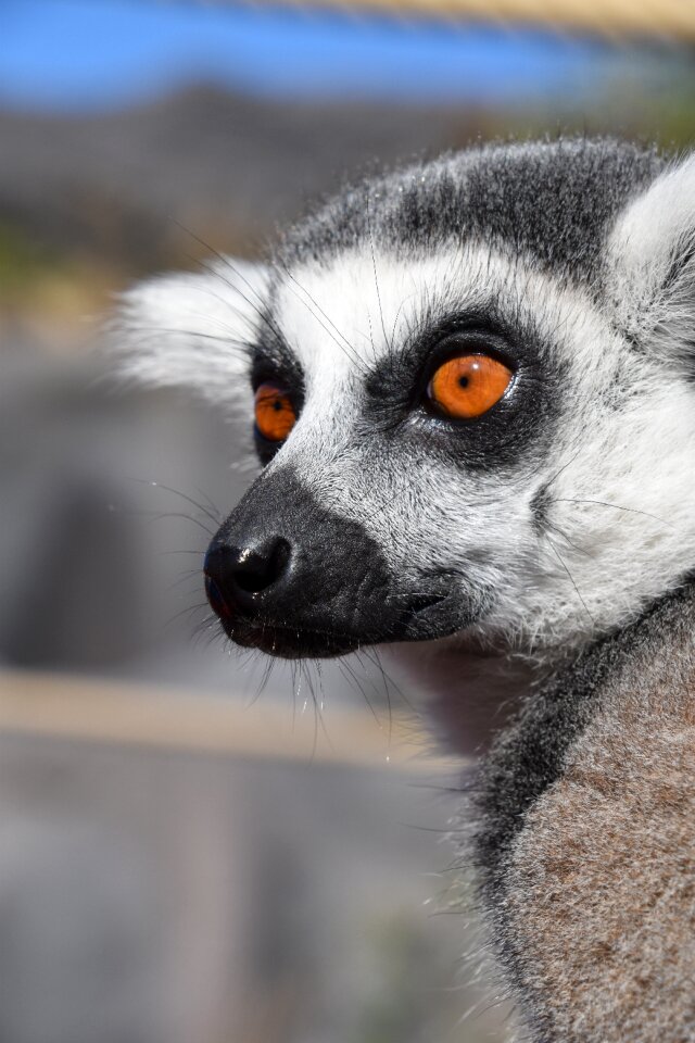 Pairi daiza stripes eyes