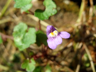 Zimbelkraut (Cymbalaria muralis) an der Petersbergstraße in Sankt Arnual