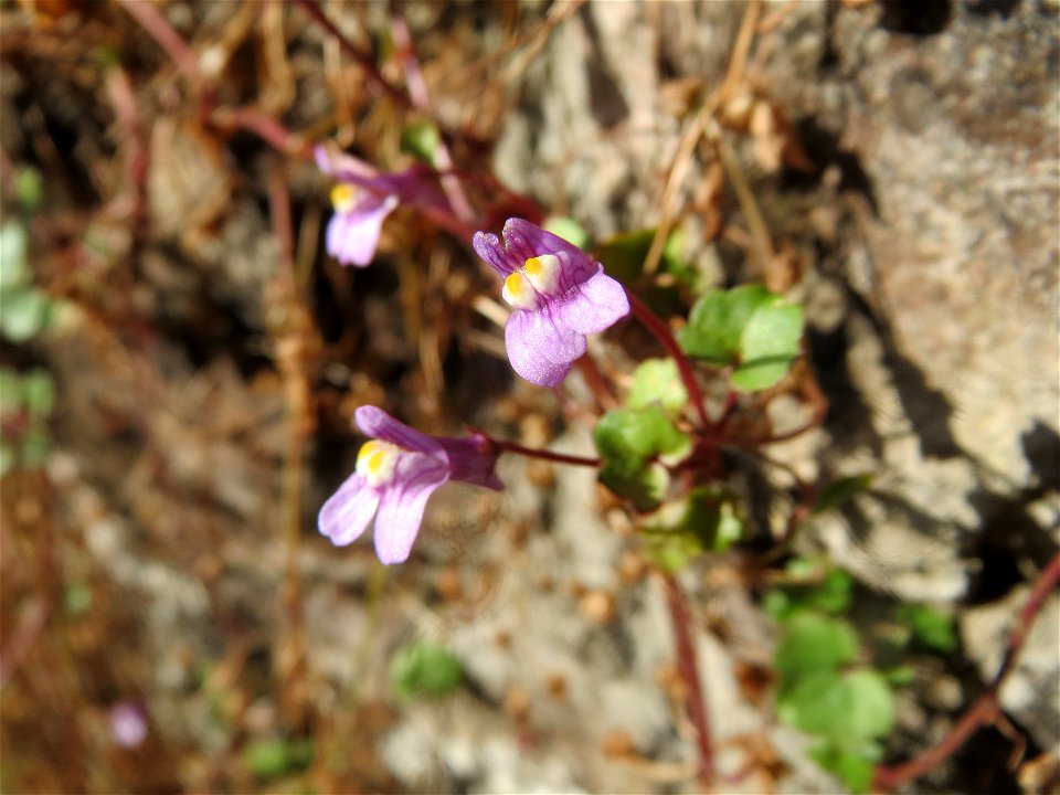 Zimbelkraut (Cymbalaria muralis) an der Petersbergstraße in Sankt Arnual