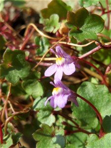Zimbelkraut (Cymbalaria muralis) an der Petersbergstraße in Sankt Arnual