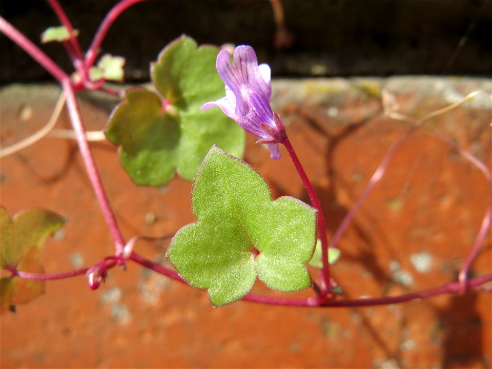 Zimbelkraut (Cymbalaria muralis) an der Julius-Kiefer-Straße in Sankt Arnual - einmal angepflanzt verbreitet es sich wild an den Mauern der Vorgärten