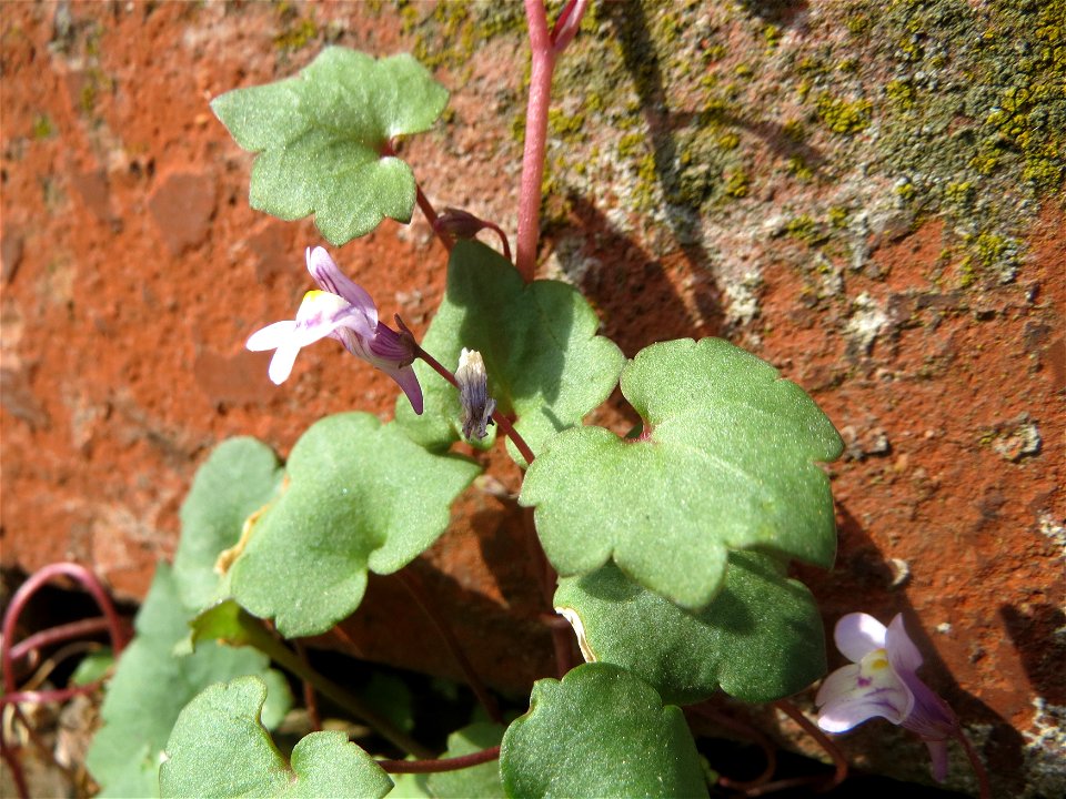Zimbelkraut (Cymbalaria muralis) an der Julius-Kiefer-Straße in Sankt Arnual - einmal angepflanzt verbreitet es sich wild an den Mauern der Vorgärten