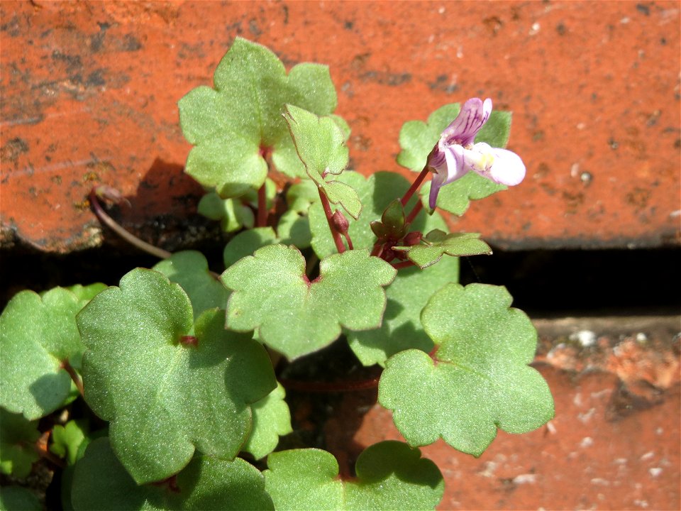 Zimbelkraut (Cymbalaria muralis) an der Julius-Kiefer-Straße in Sankt Arnual - einmal angepflanzt verbreitet es sich wild an den Mauern der Vorgärten
