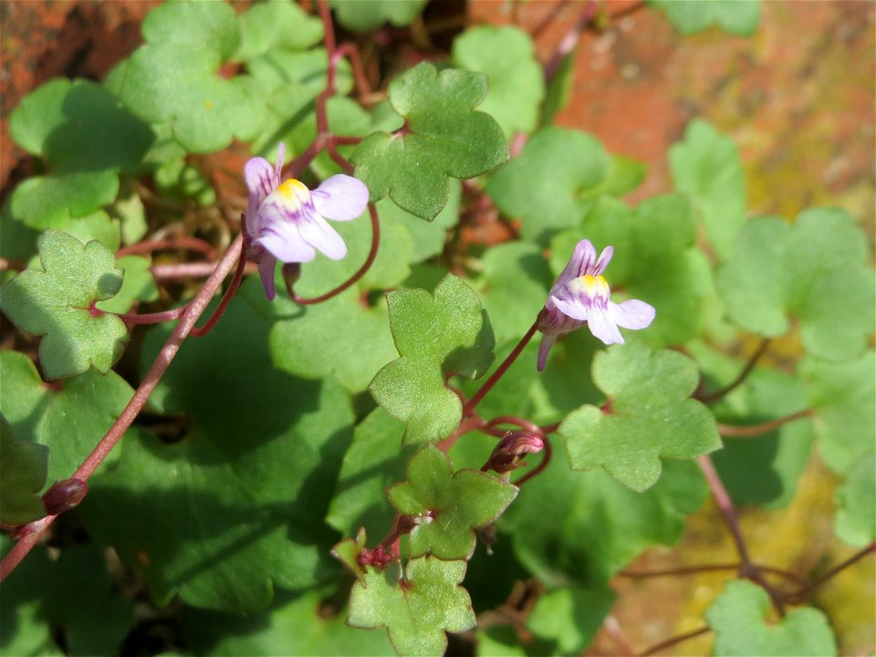 Zimbelkraut (Cymbalaria muralis) an der Julius-Kiefer-Straße in Sankt Arnual - einmal angepflanzt verbreitet es sich wild an den Mauern der Vorgärten