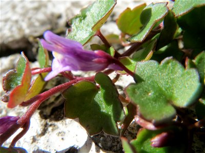 Zimbelkraut (Cymbalaria muralis) in St. Ingbert