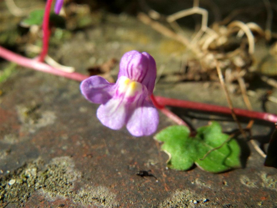 Zimbelkraut (Cymbalaria muralis) an der Julius-Kiefer-Straße in Sankt Arnual - einmal angepflanzt verbreitet es sich wild an den Mauern der Vorgärten