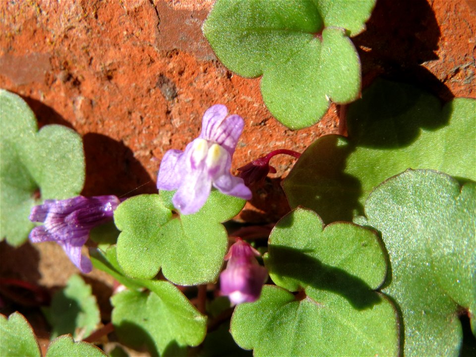 Zimbelkraut (Cymbalaria muralis) an der Julius-Kiefer-Straße in Sankt Arnual - einmal angepflanzt verbreitet es sich wild an den Mauern der Vorgärten