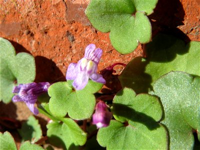 Zimbelkraut (Cymbalaria muralis) an der Julius-Kiefer-Straße in Sankt Arnual - einmal angepflanzt verbreitet es sich wild an den Mauern der Vorgärten