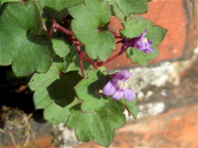 Zimbelkraut (Cymbalaria muralis) an der Julius-Kiefer-Straße in Sankt Arnual - einmal angepflanzt verbreitet es sich wild an den Mauern der Vorgärten