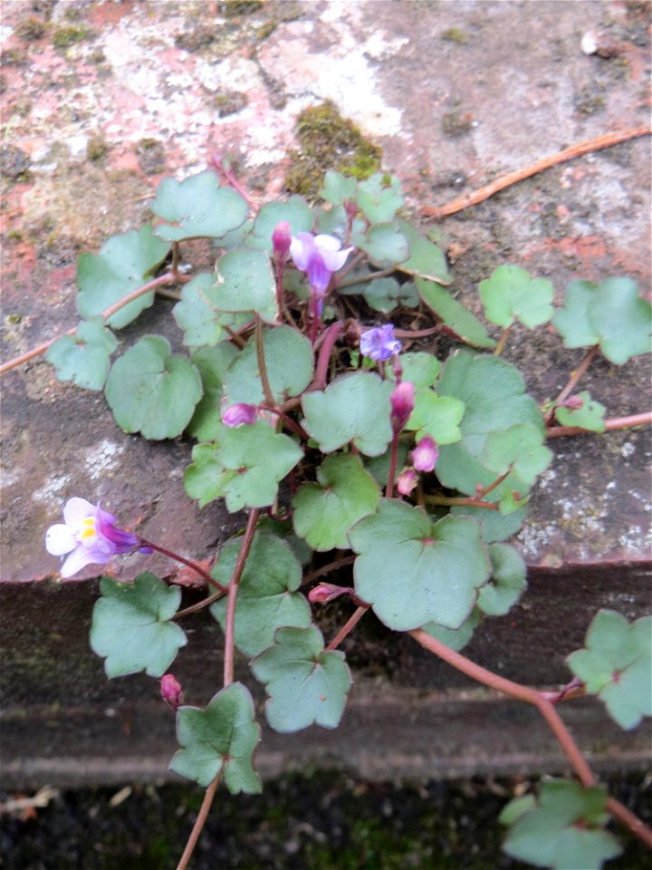 Zimbelkraut (Cymbalaria muralis) an einem Parkplatz in Saarbrücken