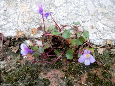 Zimbelkraut (Cymbalaria muralis) an einem Parkplatz in Saarbrücken