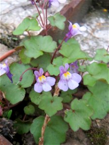 Zimbelkraut (Cymbalaria muralis) an einem Parkplatz in Saarbrücken