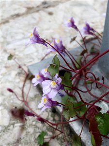 Zimbelkraut (Cymbalaria muralis) an einem Parkplatz in Saarbrücken