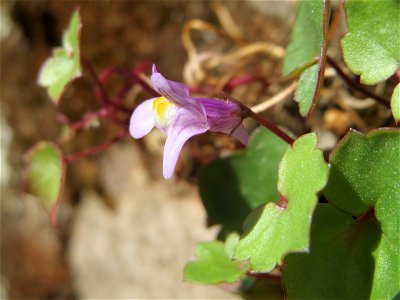 Zimbelkraut (Cymbalaria muralis) an der Petersbergstraße in Sankt Arnual