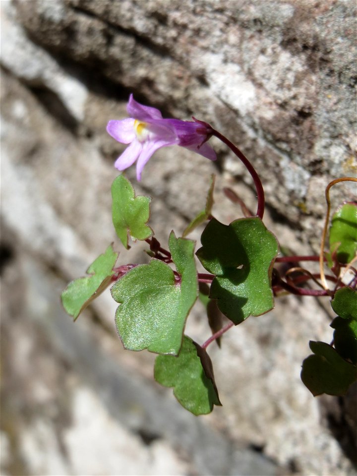 Zimbelkraut (Cymbalaria muralis) an der Petersbergstraße in Sankt Arnual