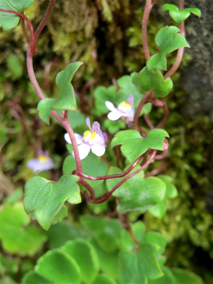 Zimbelkraut (Cymbalaria muralis) am Freedhof Sankt Arnual