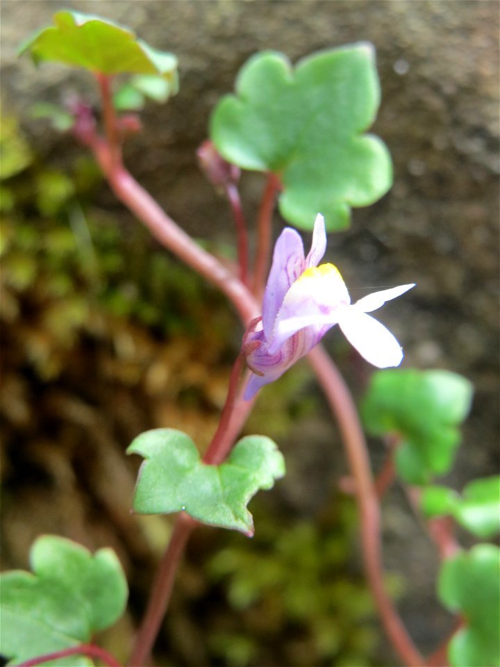 Zimbelkraut (Cymbalaria muralis) am Freedhof Sankt Arnual