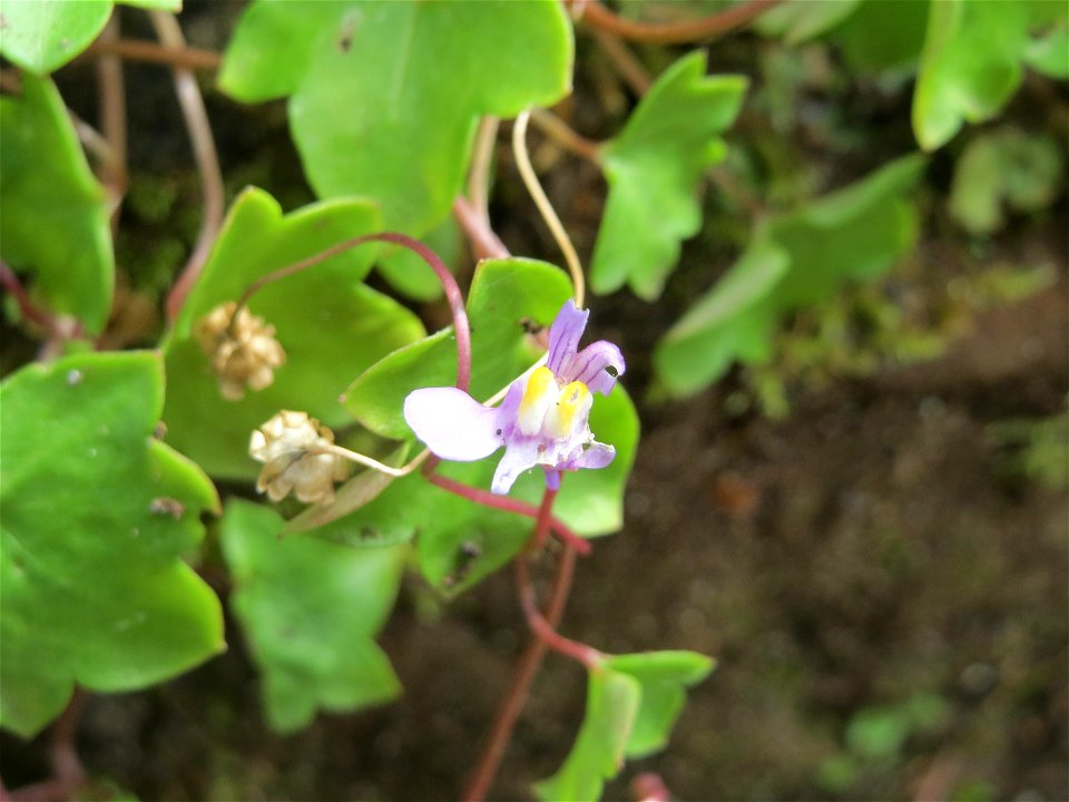 Zimbelkraut (Cymbalaria muralis) am Freedhof Sankt Arnual
