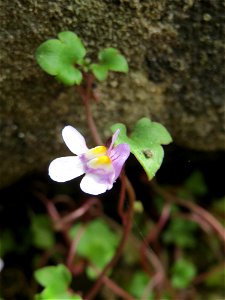 Zimbelkraut (Cymbalaria muralis) am Friedhof Sankt Arnual