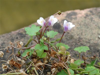 Ritzenbotanik: Zimbelkraut (Cymbalaria muralis) am Leimbach Schwetzingen - Ursprung: Mittelmeerraum - schon im 16.Jh. in Mitteleuropa eingebürgert