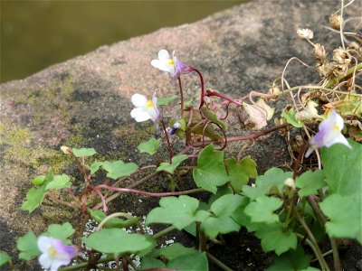 Ritzenbotanik: Zimbelkraut (Cymbalaria muralis) am Leimbach Schwetzingen - Ursprung: Mittelmeerraum - schon im 16.Jh. in Mitteleuropa eingebürgert