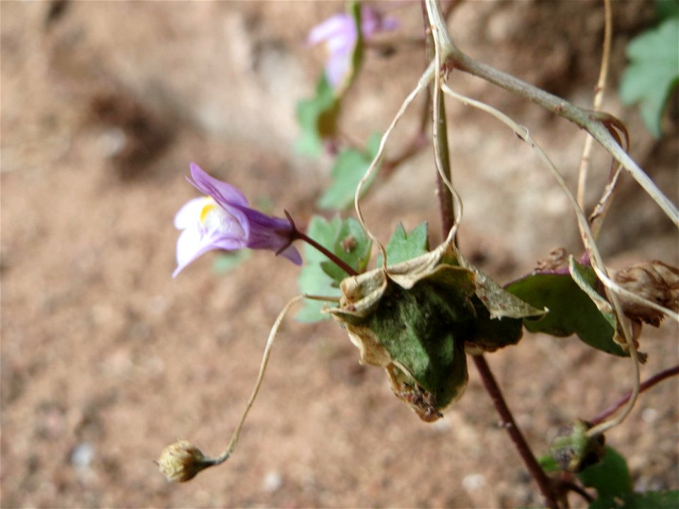 Zimbelkraut (Cymbalaria muralis) in Sankt Arnual