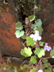 Ritzenbotanik: Zimbelkraut (Cymbalaria muralis) an einer Gartenmauer in Sankt Arnual