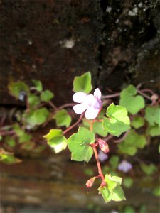 Ritzenbotanik: Zimbelkraut (Cymbalaria muralis) an einer Gartenmauer in Sankt Arnual - hier vermutlich ausgewildert, da er den ganzen Straßenzug entlang an Gartenmauern wächs
