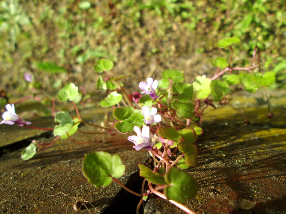 Ritzenbotanik: Zimbelkraut (Cymbalaria muralis) an einer Gartenmauer in Sankt Arnual