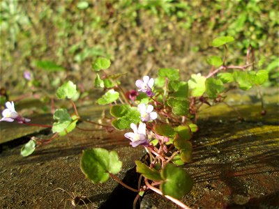 Ritzenbotanik: Zimbelkraut (Cymbalaria muralis) an einer Gartenmauer in Sankt Arnual