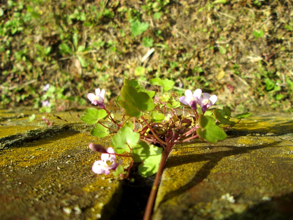 Ritzenbotanik: Zimbelkraut (Cymbalaria muralis) an einer Gartenmauer in Sankt Arnual