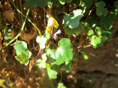 Zimbelkraut (Cymbalaria muralis) am Schlossberg in Heidelberg