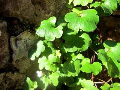 Zimbelkraut (Cymbalaria muralis) am Schlossberg in Heidelberg