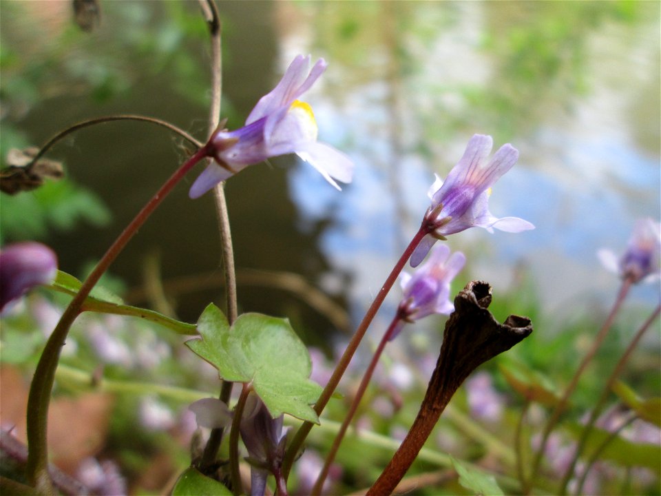 Zimbelkraut (Cymbalaria muralis) unter der Bismarckbrücke an der Saar in Sankt Arnual