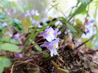 Zimbelkraut (Cymbalaria muralis) unter der Bismarckbrücke an der Saar in Sankt Arnual