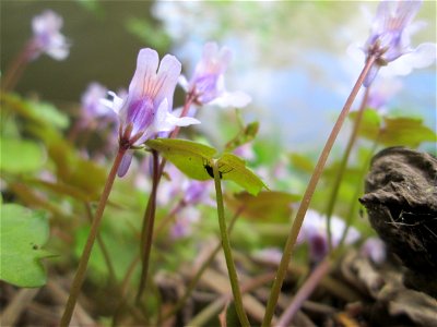 Zimbelkraut (Cymbalaria muralis) unter der Bismarckbrücke an der Saar in Sankt Arnual