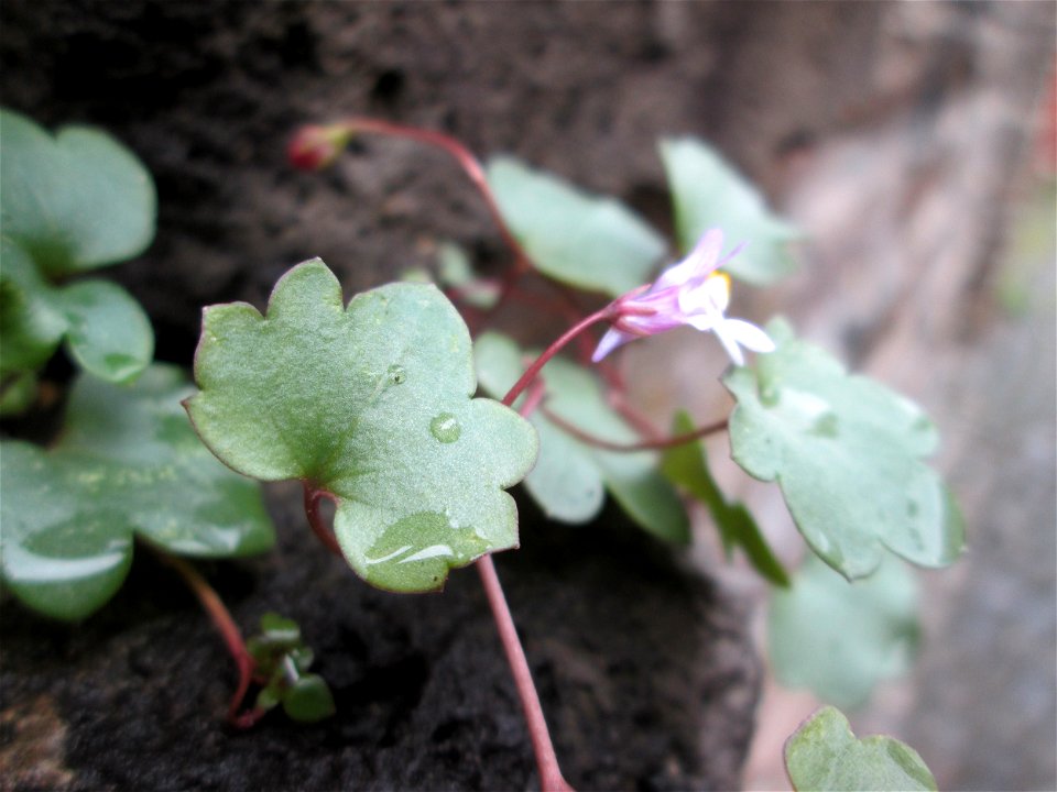 Zimbelkraut (Cymbalaria muralis) in Alf