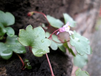 Zimbelkraut (Cymbalaria muralis) in Alf