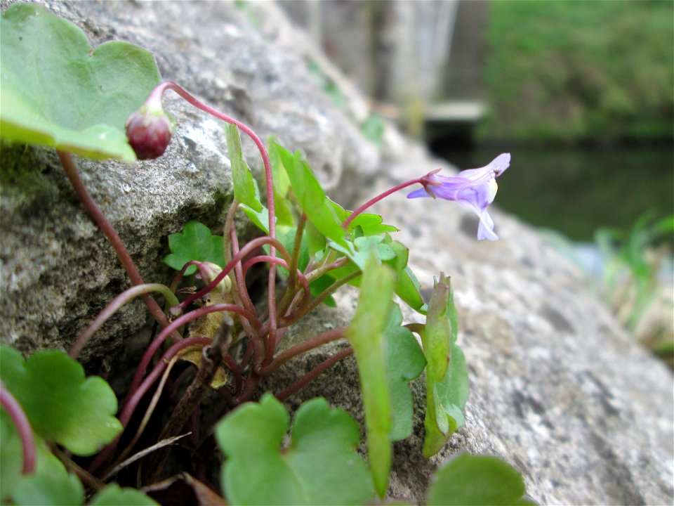 Zimbelkraut (Cymbalaria muralis) an der Schleuse N° 30 bei Grosbliederstroff