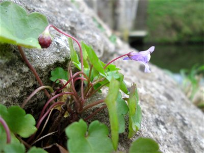 Zimbelkraut (Cymbalaria muralis) an der Schleuse N° 30 bei Grosbliederstroff photo