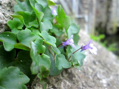 Zimbelkraut (Cymbalaria muralis) an der Schleuse N° 30 bei Grosbliederstroff photo