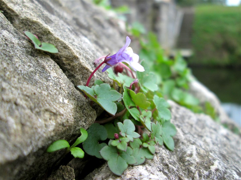 Zimbelkraut (Cymbalaria muralis) an der Schleuse N° 30 bei Grosbliederstroff
