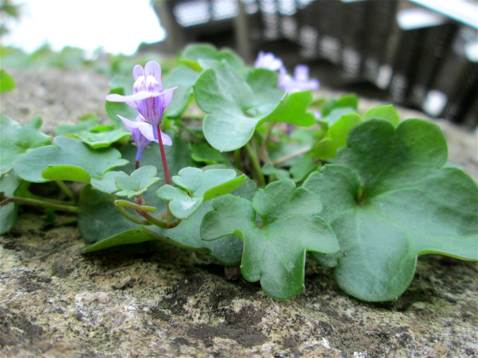 Zimbelkraut (Cymbalaria muralis) an der Schleuse N° 30 bei Grosbliederstroff