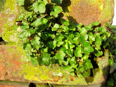 Zimbelkraut (Cymbalaria muralis) an einer Gartenmauer in Sankt Arnual - hier vermutlich ausgewildert, da er den ganzen Straßenzug entlang an Gartenmauern wächst