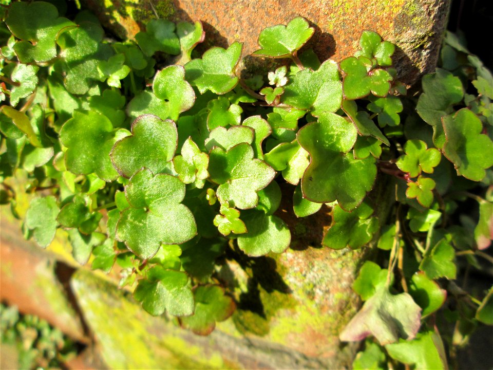 Zimbelkraut (Cymbalaria muralis) an einer Gartenmauer in Sankt Arnual - hier vermutlich ausgewildert, da er den ganzen Straßenzug entlang an Gartenmauern wächst